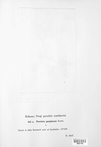 Puccinia recondita image